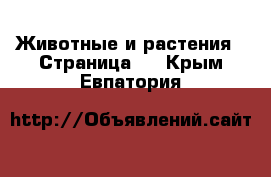  Животные и растения - Страница 3 . Крым,Евпатория